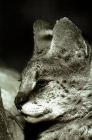 A Servals Portrait