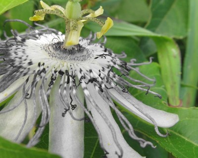 Passion Flowers