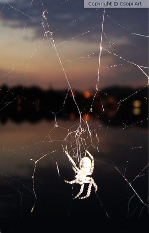 Spider