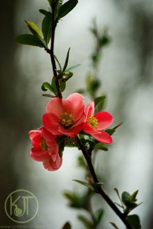 Apple Blossoms P0365