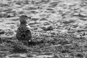 Young Gull on Beach