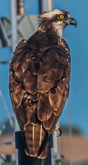 Osprey at Ferry Point - June 29 2026