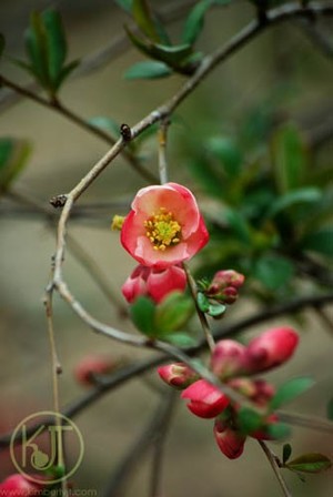 Apple Blossoms P0370