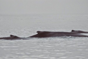 Three Humpbacks P0540