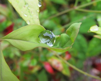 Foliage and Waterdrops