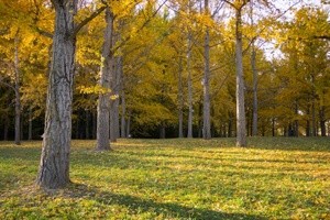 Gingko Grove