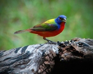 Painted Bunting copy