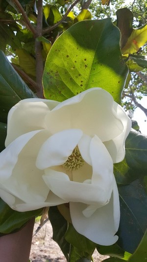 Sweet Magnolia