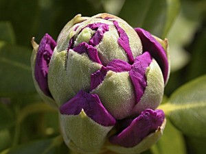 Rhododendron bursting 