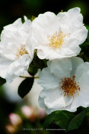 White Roses P1524