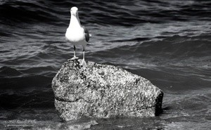 Herring Gull in the Pacific Ocean P6410