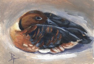 Wandering Whistling Duck aceo