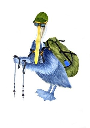 Hiking pelican