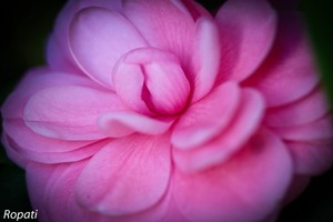 Ropati Leaso-Cobb Portfolio