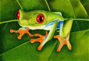 Red Eyed Tree Frog