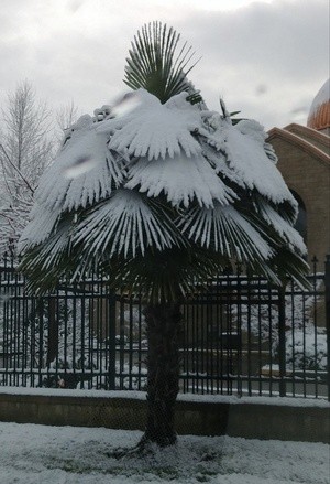 Palm Tree in Snow