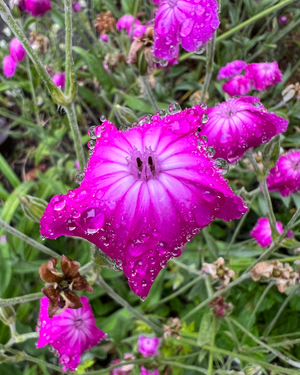Crown Pink Flower with Summer Rain