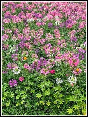 flower world