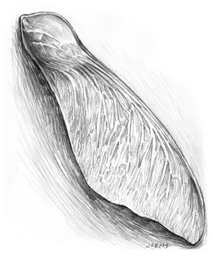 Maple Seed in pencil