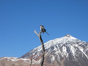 Southern Grey Shrike