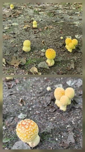 FUNGI FAMILY