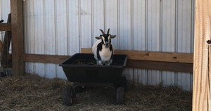 Barn goat
