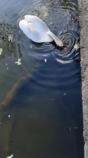 swan