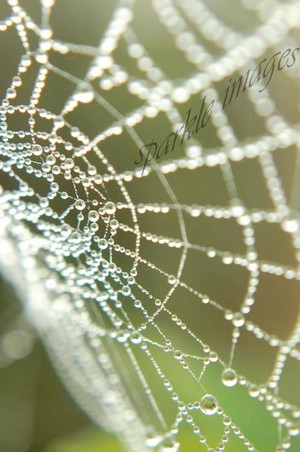 The Web