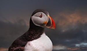 Puffin