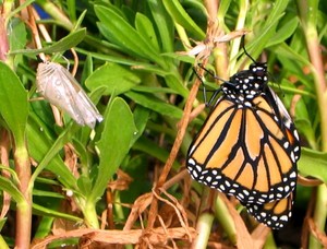 Monarch in my garden 2