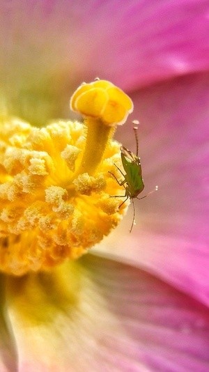 in the center of a flower
