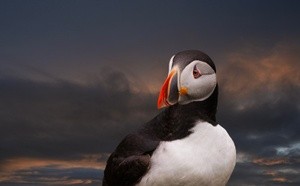 Puffin 2