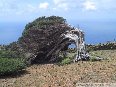 Canary Island Juniper