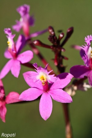 Ropati Leaso-Cobb Portfolio