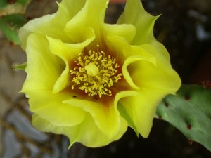 luci reader