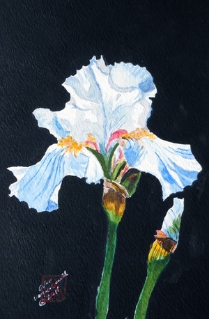 Arlene's Iris is an Gouache watercolor painting 