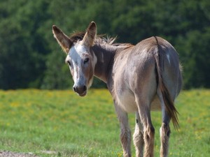 July Donkey