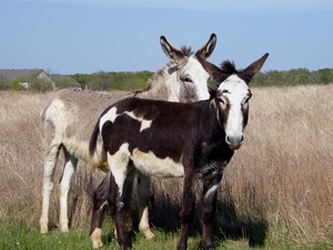 spotted donkeys