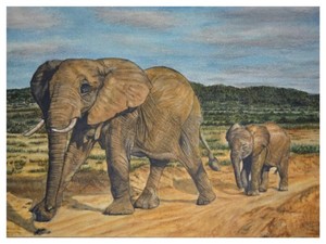 The elephant trail