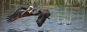 Brown Pelican 