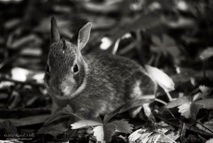 Young Cottontail In The Garden, 1