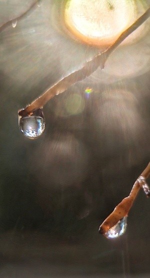saint light