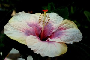 Hibiscus 