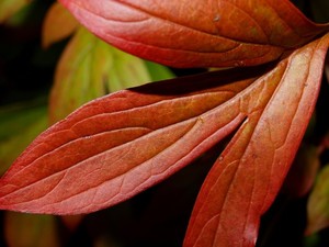 Lola Grieco Portfolio