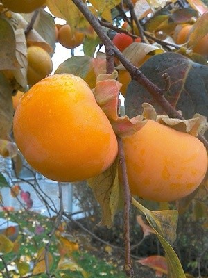 WINTER FRUIT : PERSIMMOMS
