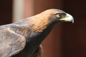 golden eagle