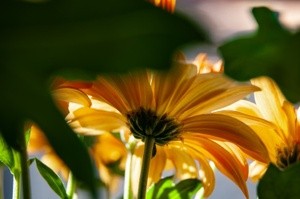 Behind the mum