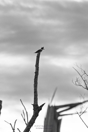 The Kingfisher and the Mimicking Tree