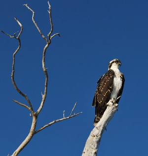 Osprey