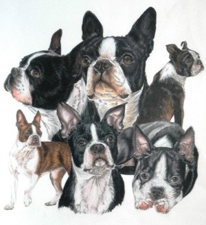 Boston Terrier